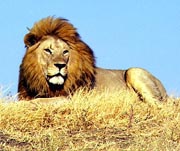 View Kenya Video