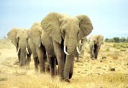 Elephants on Honeymoon
