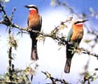 White-fronted bee eater at Lake Baringo