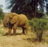 Elephant in Masai Mara