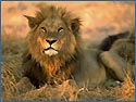 Lion Rest