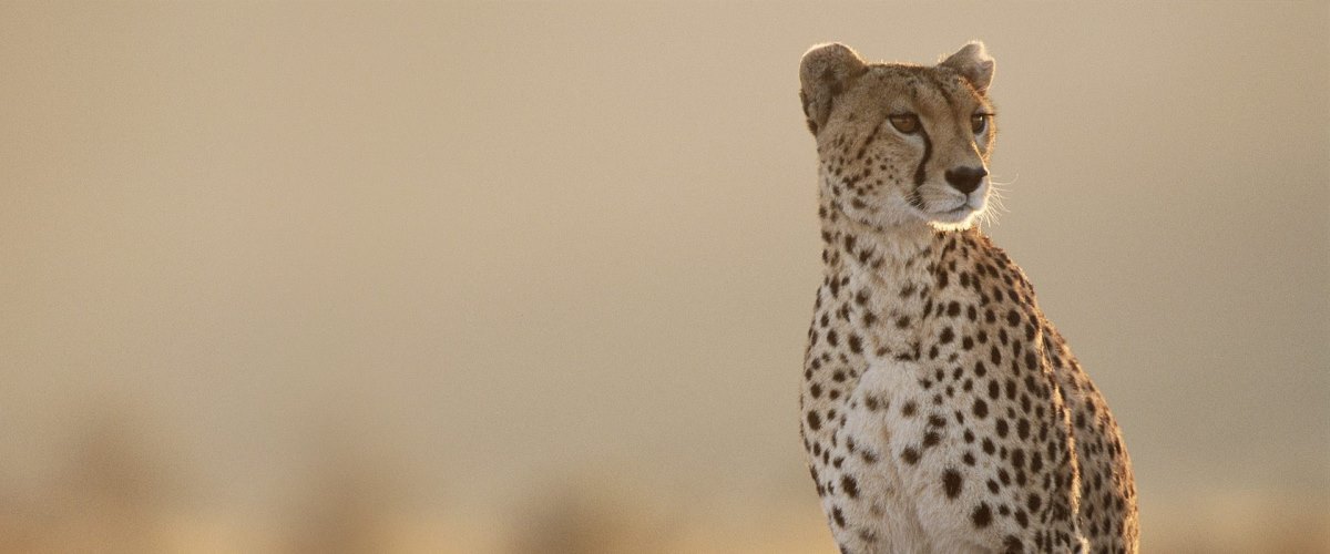 cheetah-wallpaper