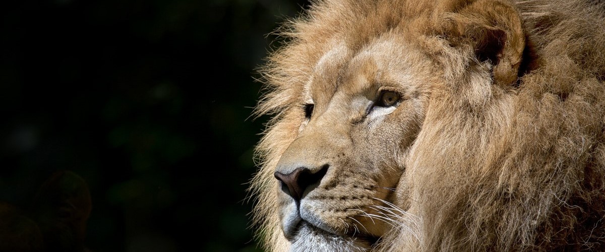 lion-1118467_1920-copy