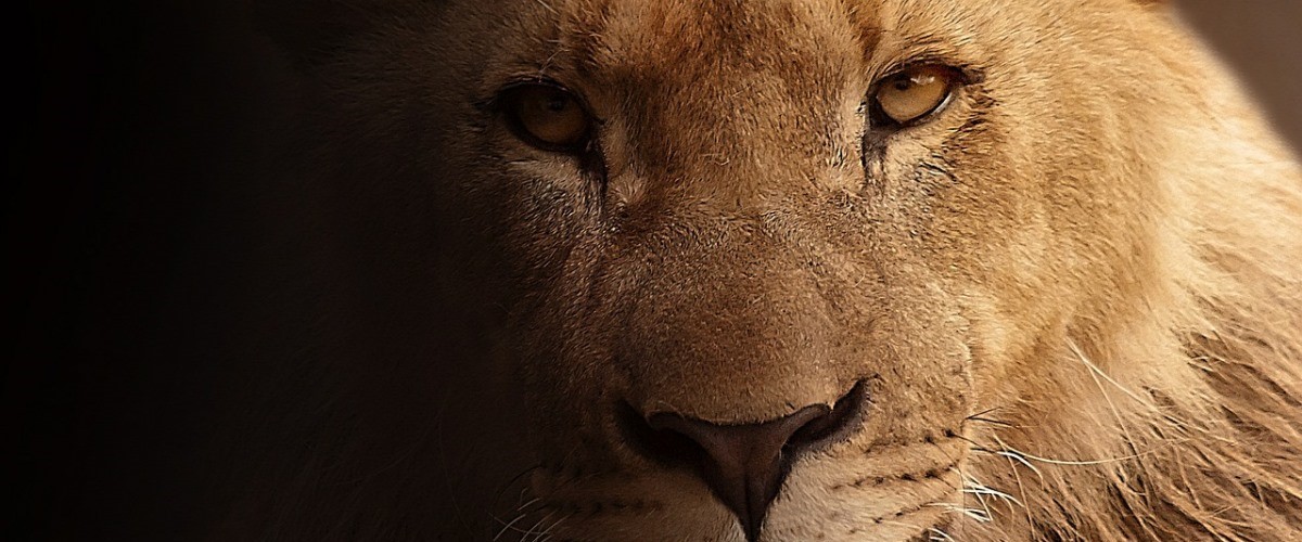 lion-617365_1280-copy
