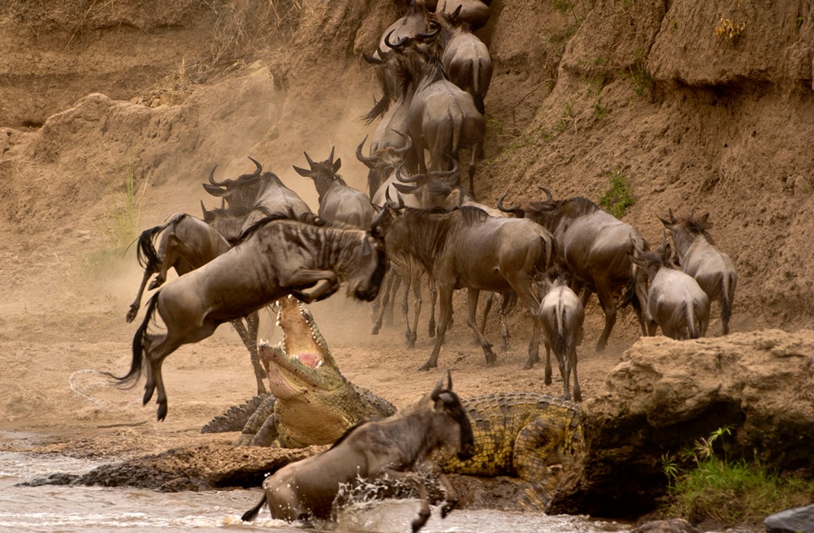 CATERS-Wildebeest-Vs-Croc-04-jpg_152654